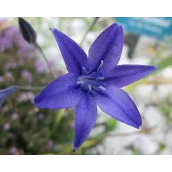 Natural Lily Flower